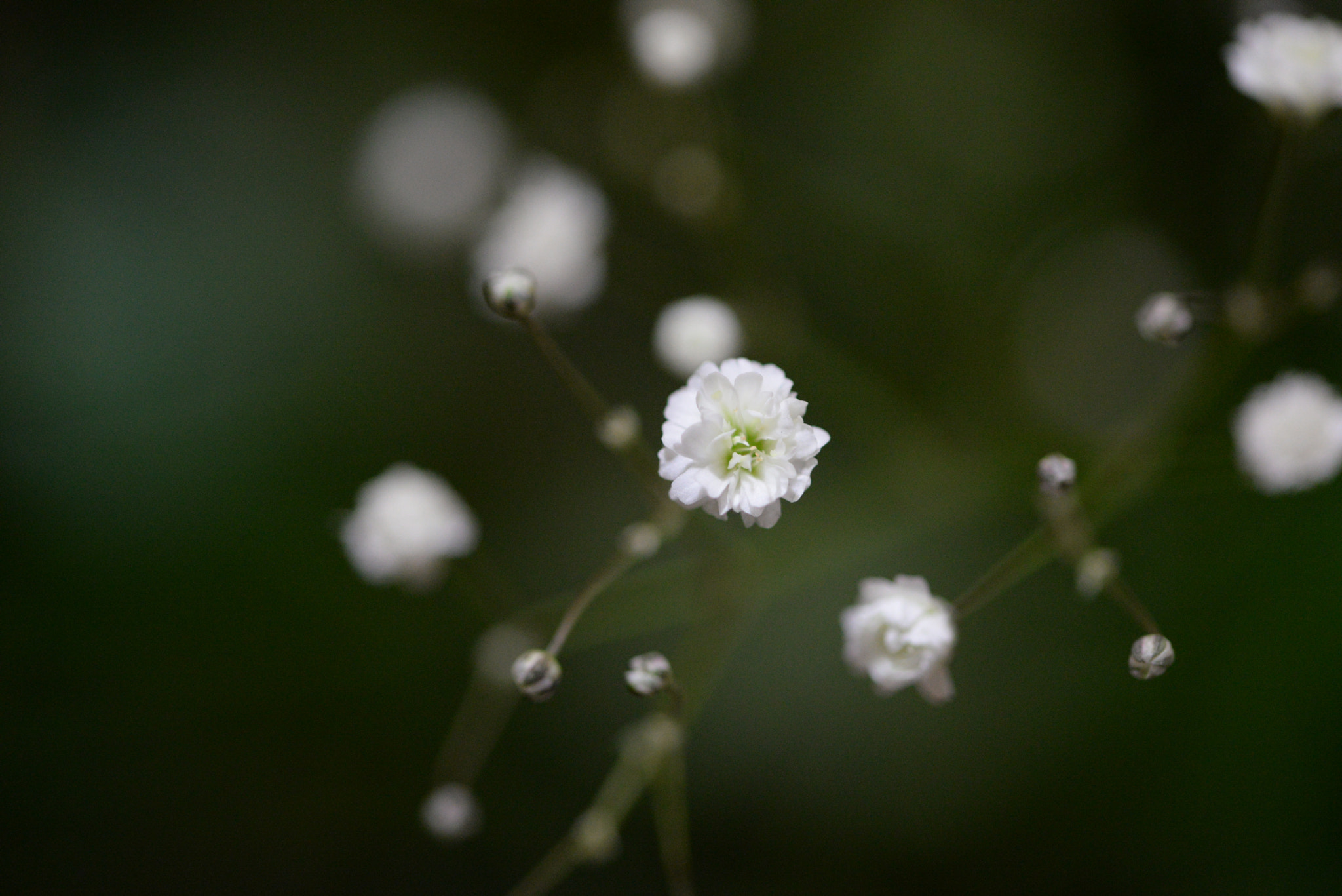 Sigma 105mm F2.8 EX DG OS HSM sample photo
