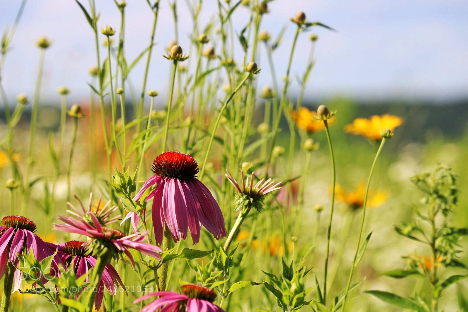Canon EOS 750D (EOS Rebel T6i / EOS Kiss X8i) sample photo. Springtime in minneopa state photography