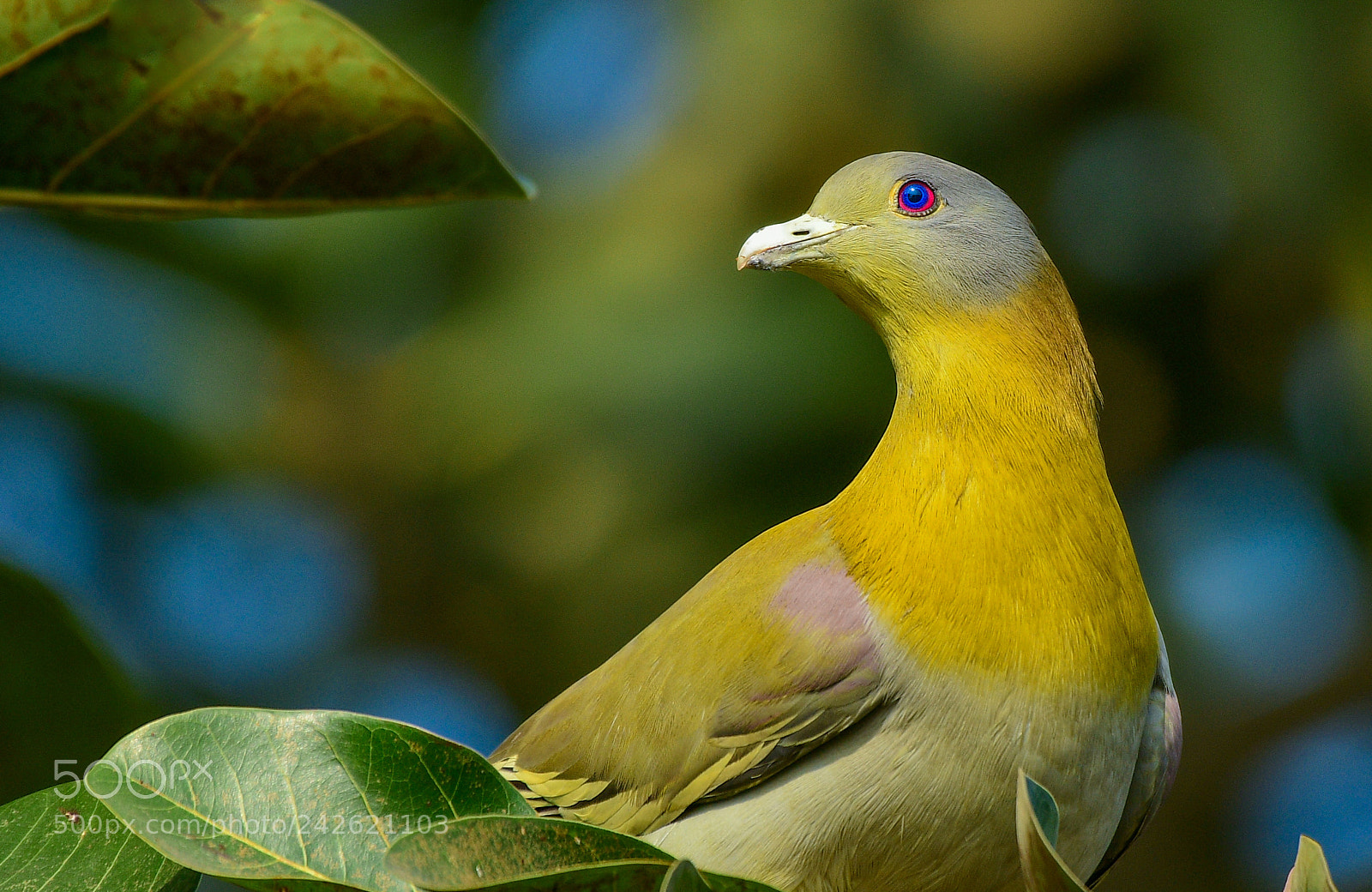 Nikon D500 sample photo. Yellow-footed green pegion photography
