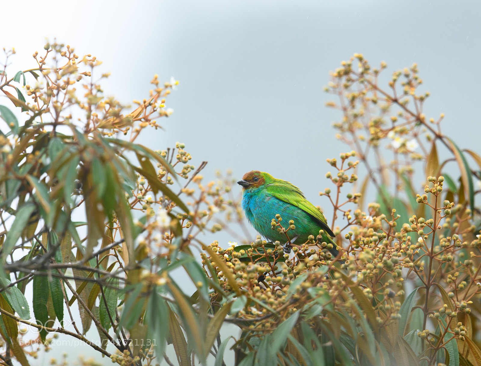 Nikon D850 sample photo. Bay headed tanager photography