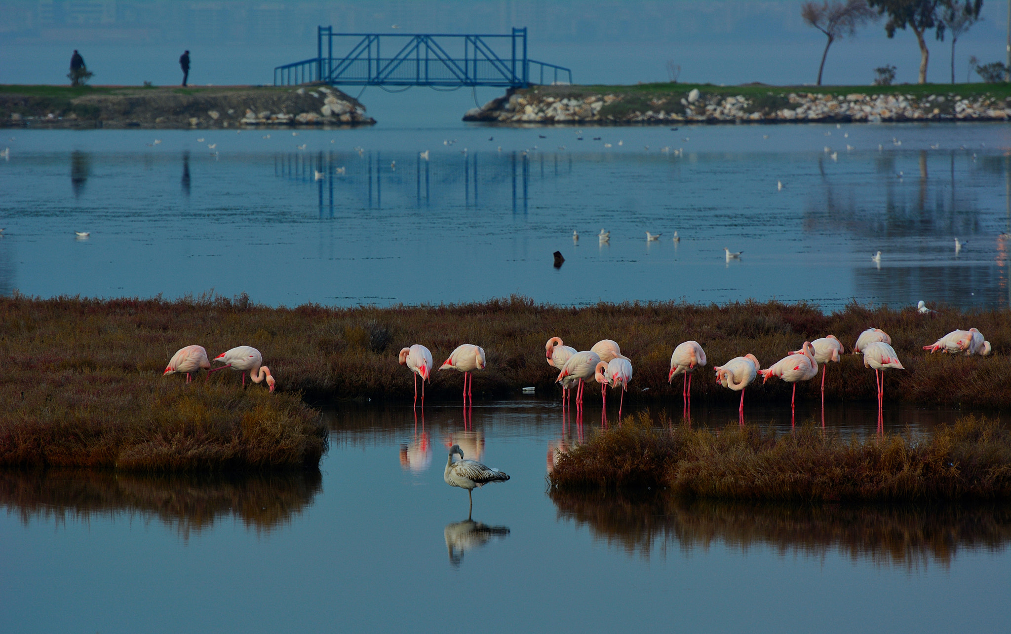 Nikon D7100 sample photo. Flamingo photography