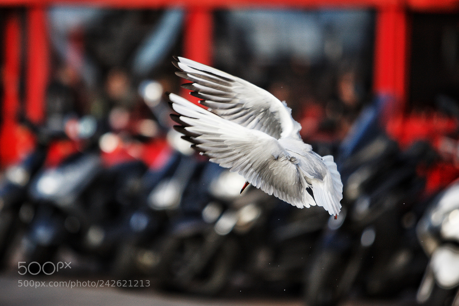 Canon EOS-1D Mark III sample photo. Open your wings! photography