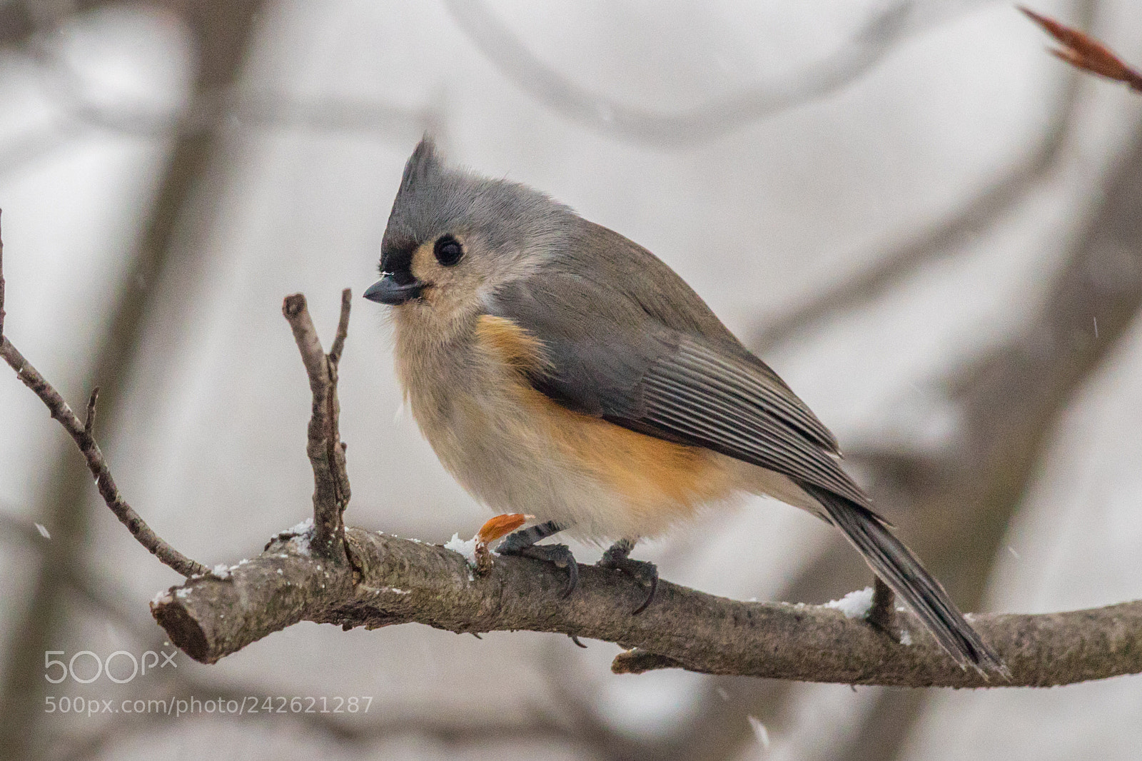 Canon EOS 1300D (EOS Rebel T6 / EOS Kiss X80) sample photo. Tufted titmouse 2 photography