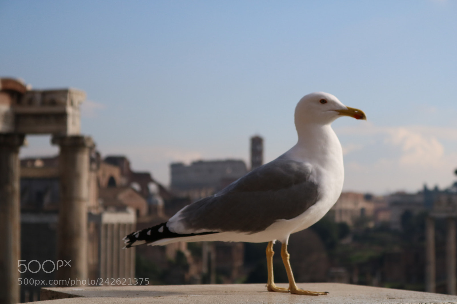 Canon EOS 750D (EOS Rebel T6i / EOS Kiss X8i) sample photo. Animals in rome. photography