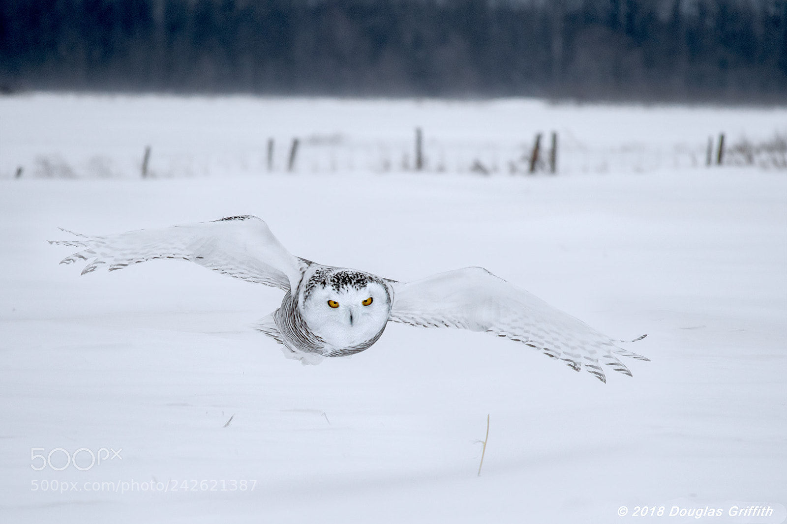 Nikon D500 sample photo. Manouvering female snowy owl photography