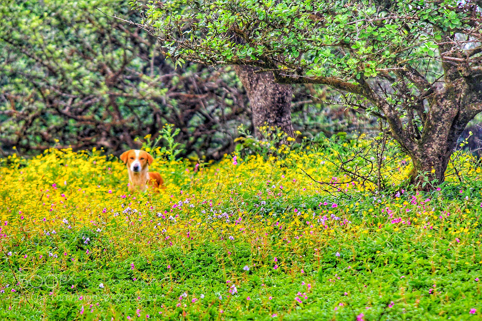 Canon EOS 550D (EOS Rebel T2i / EOS Kiss X4) sample photo. Playful canine peeking through photography