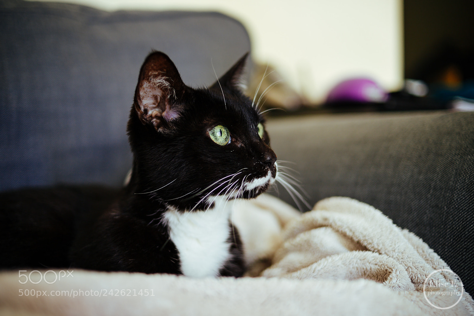 Canon EOS 6D Mark II sample photo. Untitled photography