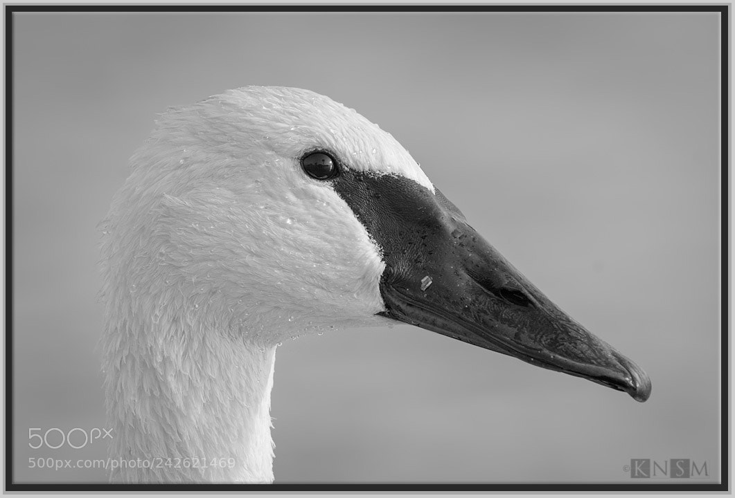 Nikon D7100 sample photo. Tundraswan photography