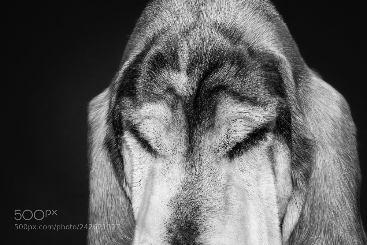 Fujifilm X100F sample photo. Bassett hound detail photography