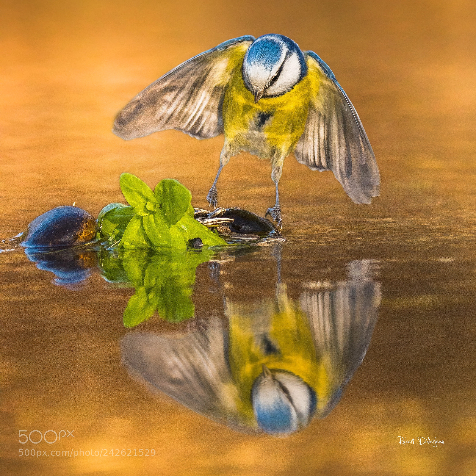 Nikon D810 sample photo. Landing on an island photography