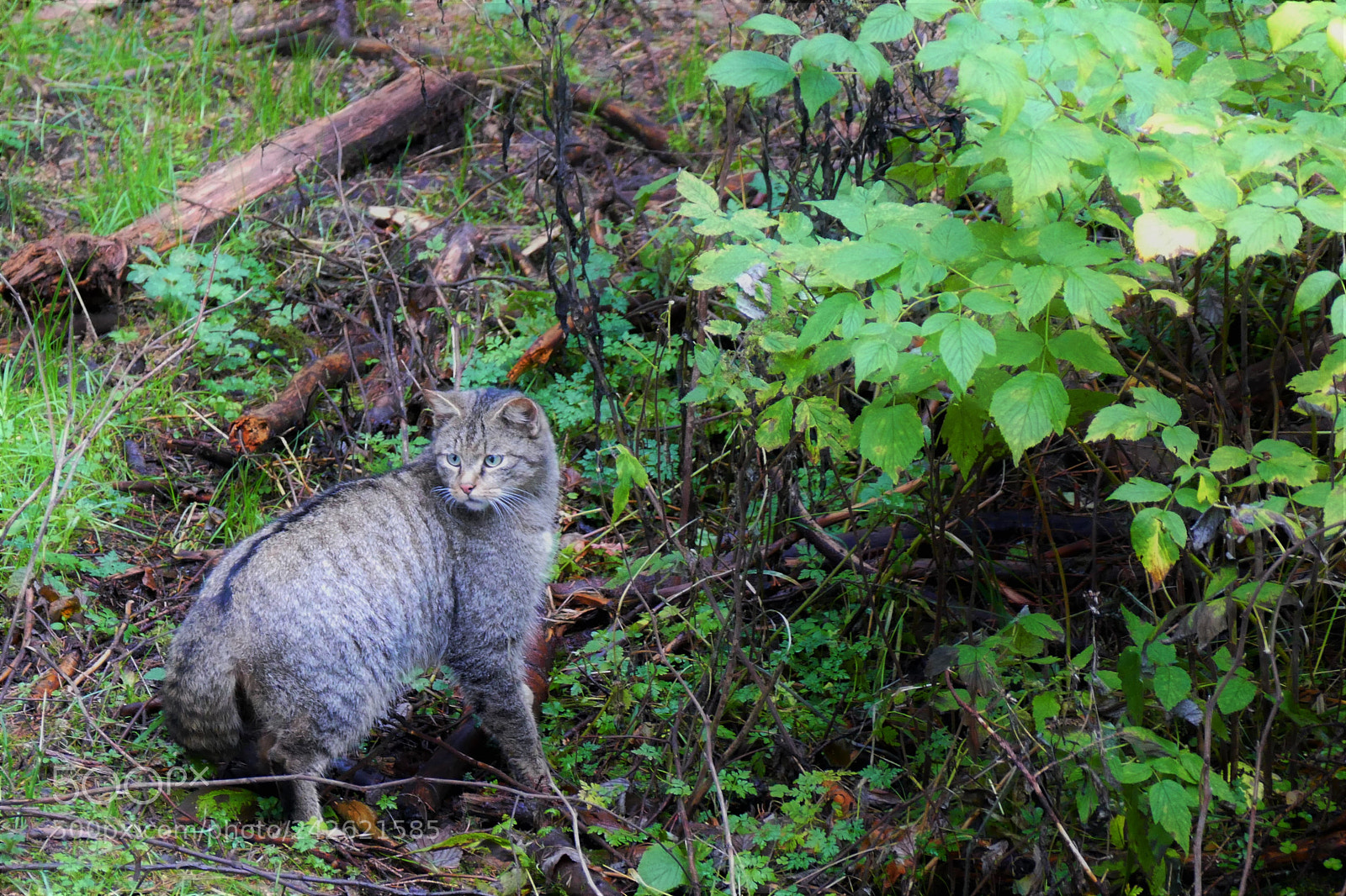 Panasonic Lumix DMC-FZ1000 sample photo. European wildcat photography