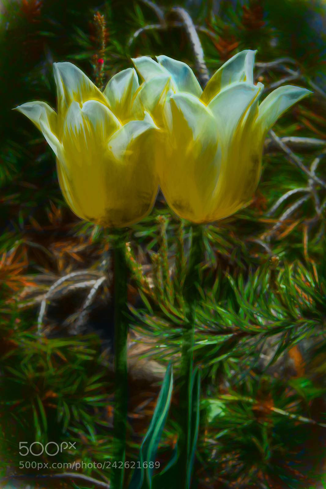 Nikon D7100 sample photo. Beautiful flower.   photography