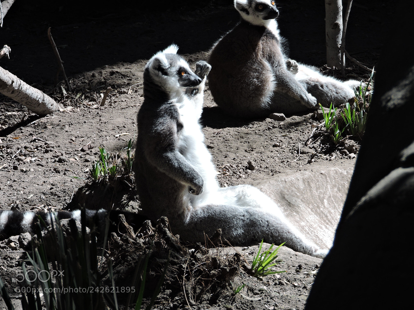Nikon Coolpix P530 sample photo. Lemur cola anillada photography