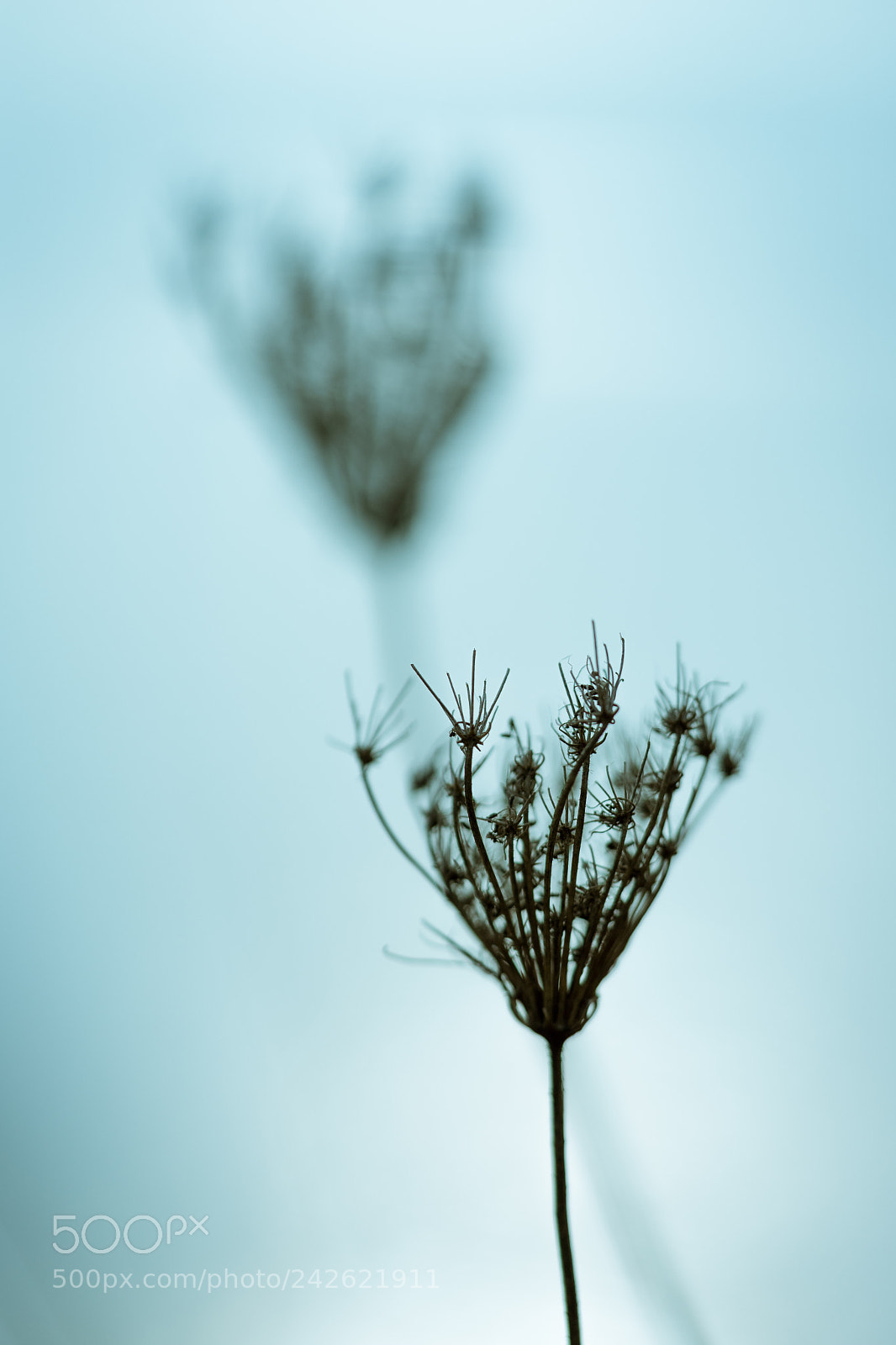 Sony a7 II sample photo. Bulrush photography