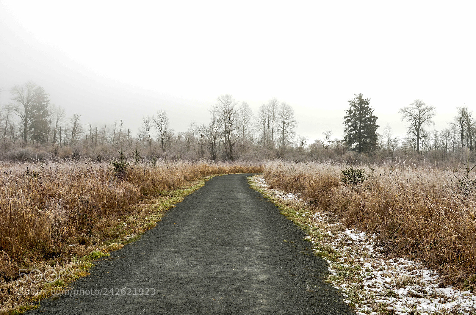Nikon D5100 sample photo. Frost.jpg photography