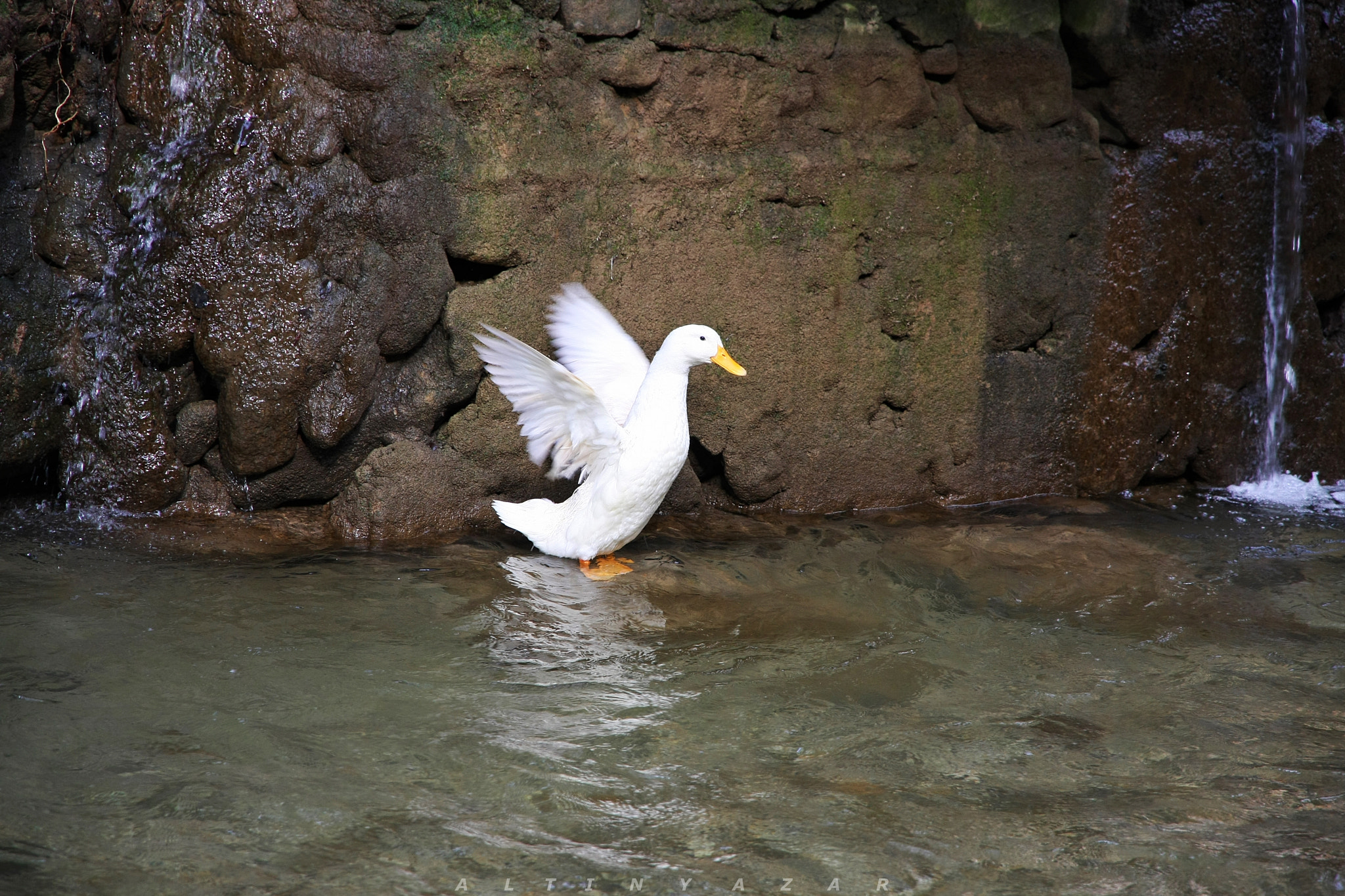 Canon EOS 40D sample photo