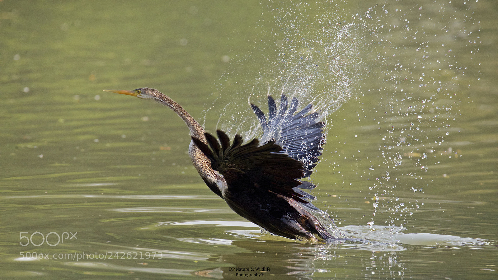 Nikon D610 sample photo. The takeoff.. photography