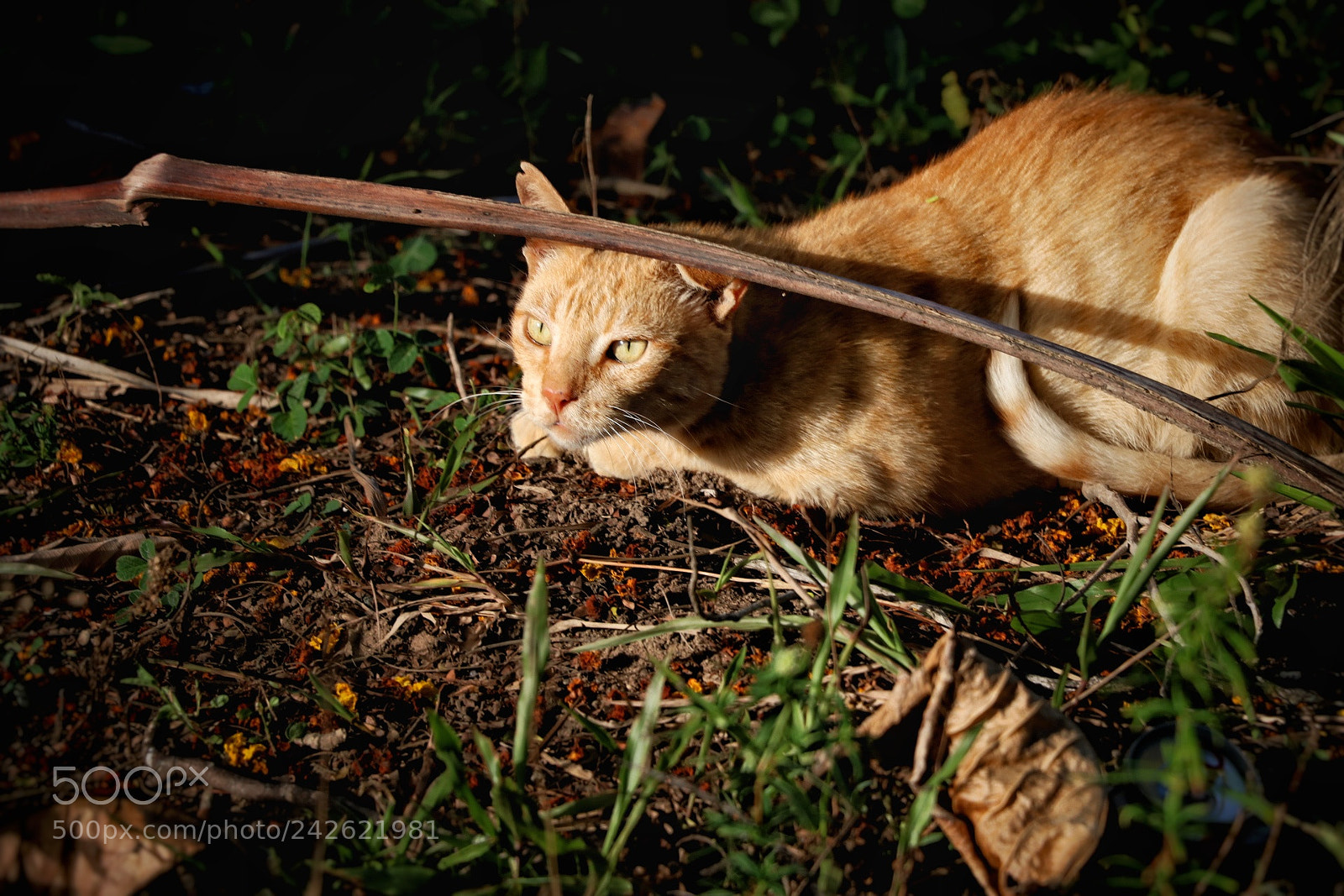 Canon EOS 750D (EOS Rebel T6i / EOS Kiss X8i) sample photo. Cat photography