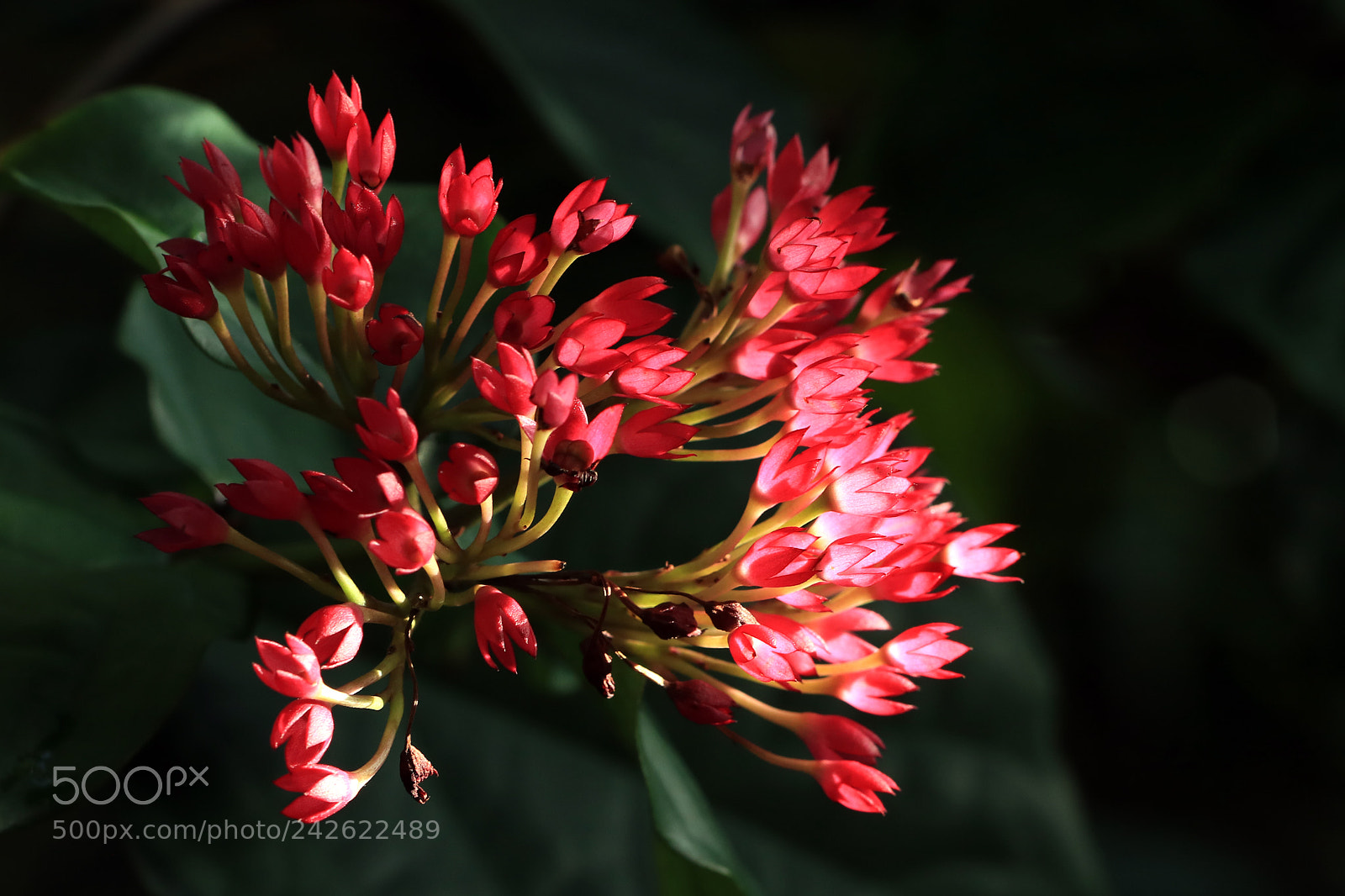 Canon EOS 760D (EOS Rebel T6s / EOS 8000D) sample photo. Hearts on fire photography