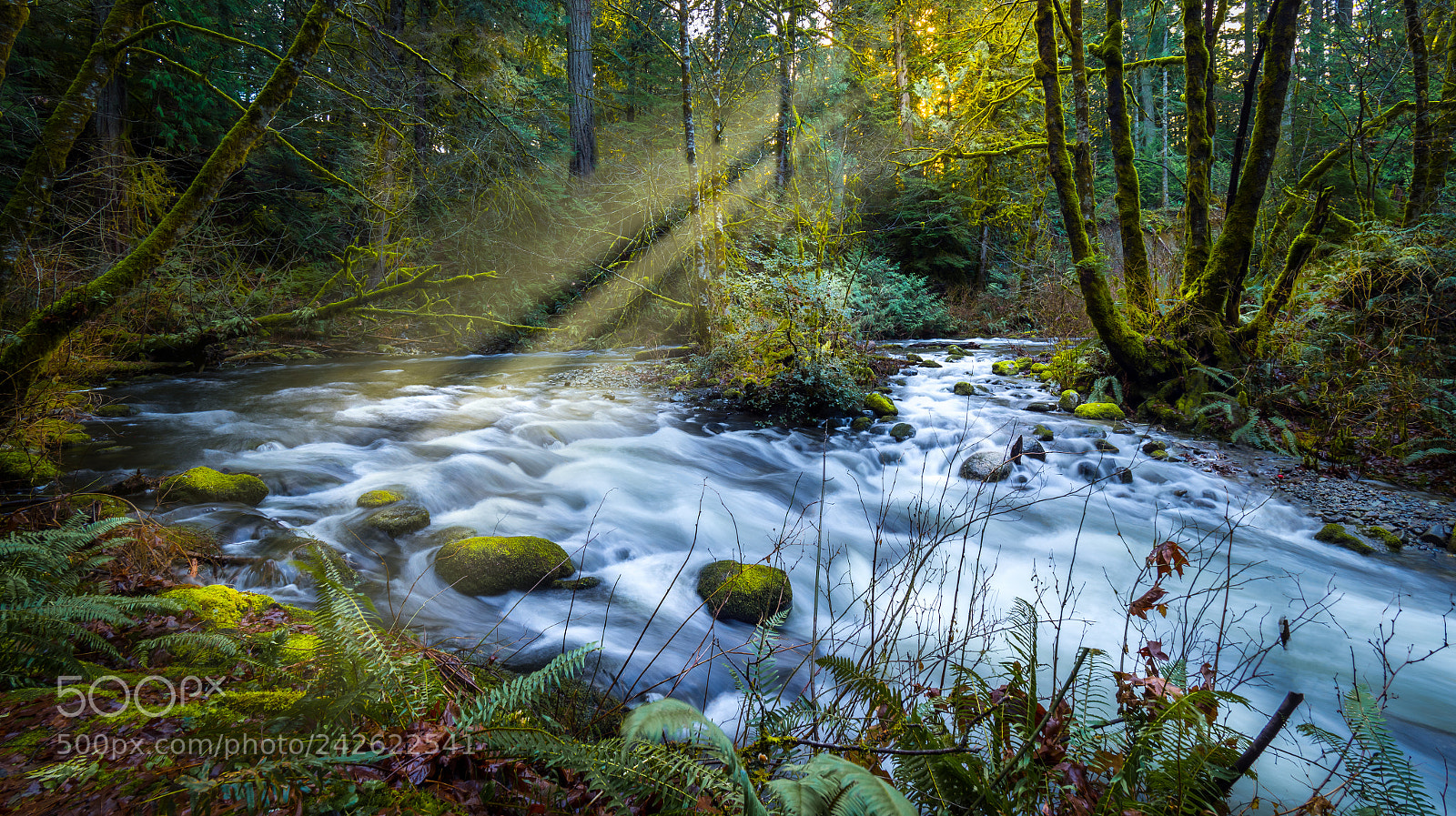 Olympus OM-D E-M1 Mark II sample photo. Afternoon in goldstream park photography
