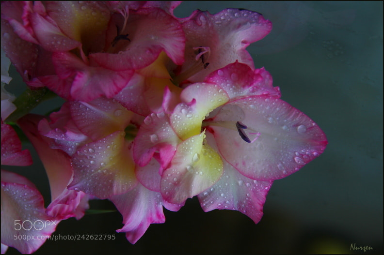 Canon EF-S 18-200mm F3.5-5.6 IS sample photo. Drops photography