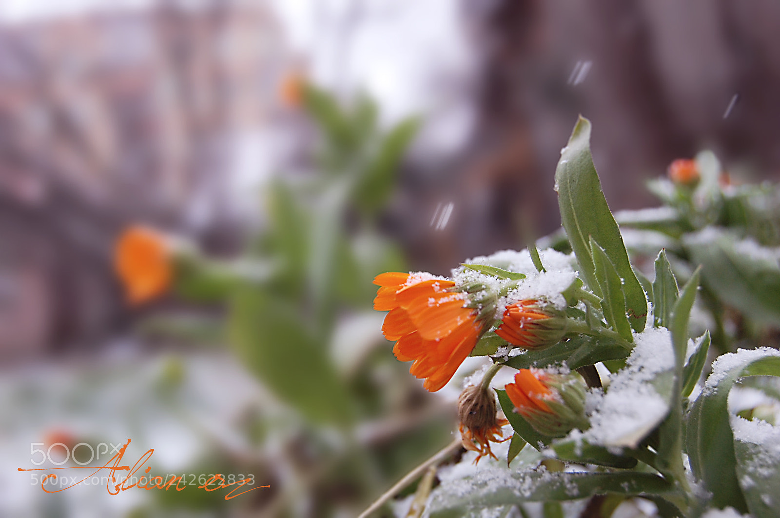 Nikon D40 sample photo. Alian flower photography