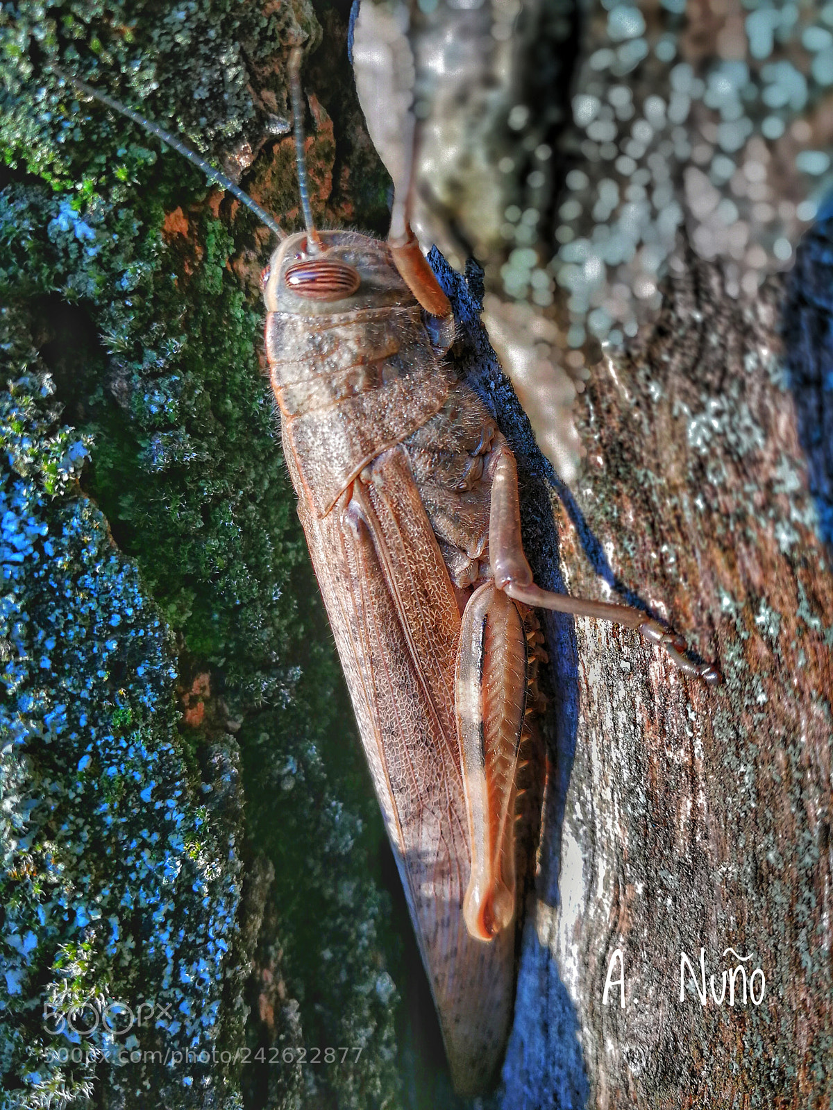 HUAWEI P10 sample photo. Casi primavera photography