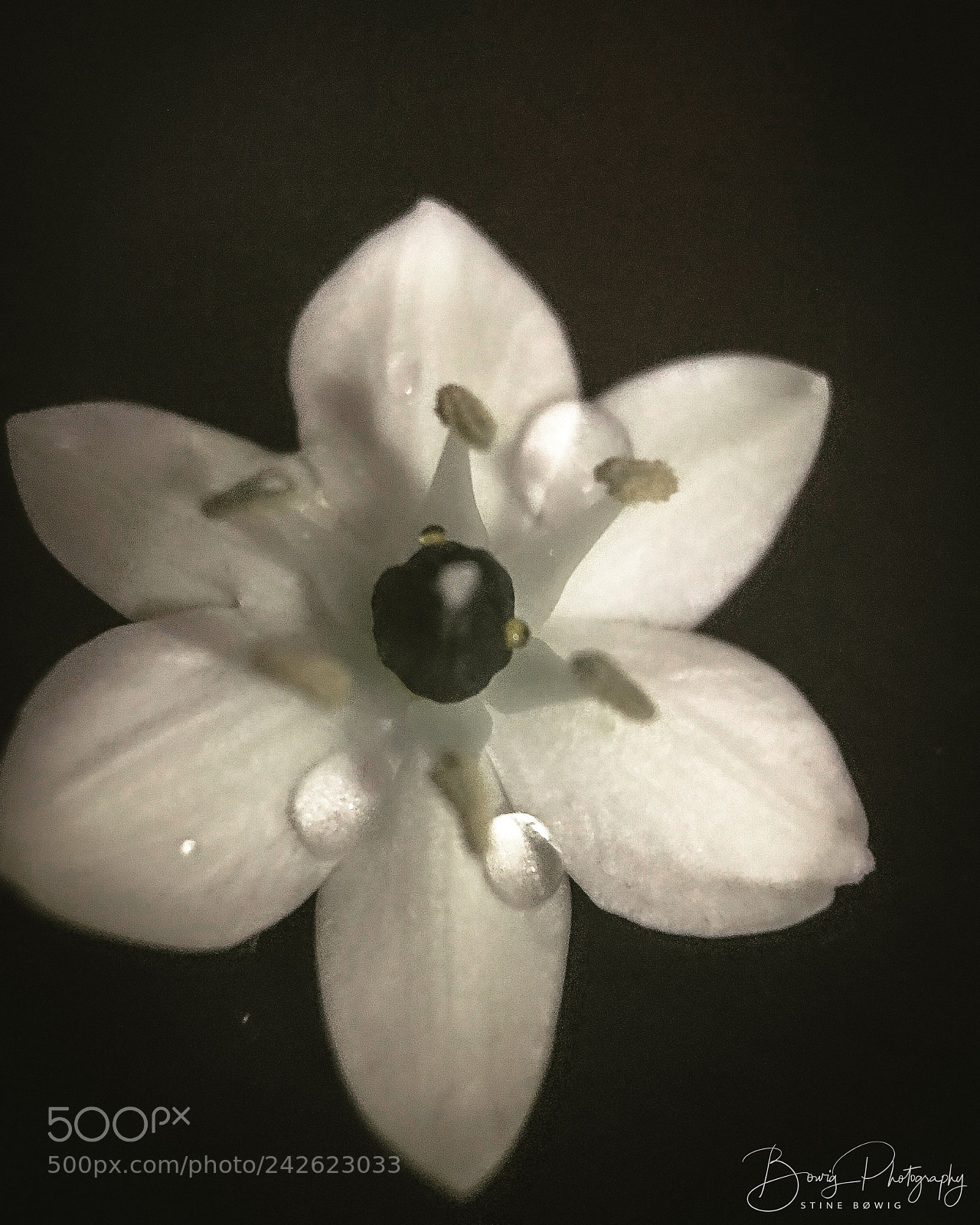 Apple iPhone 7 sample photo. Rain drops photography