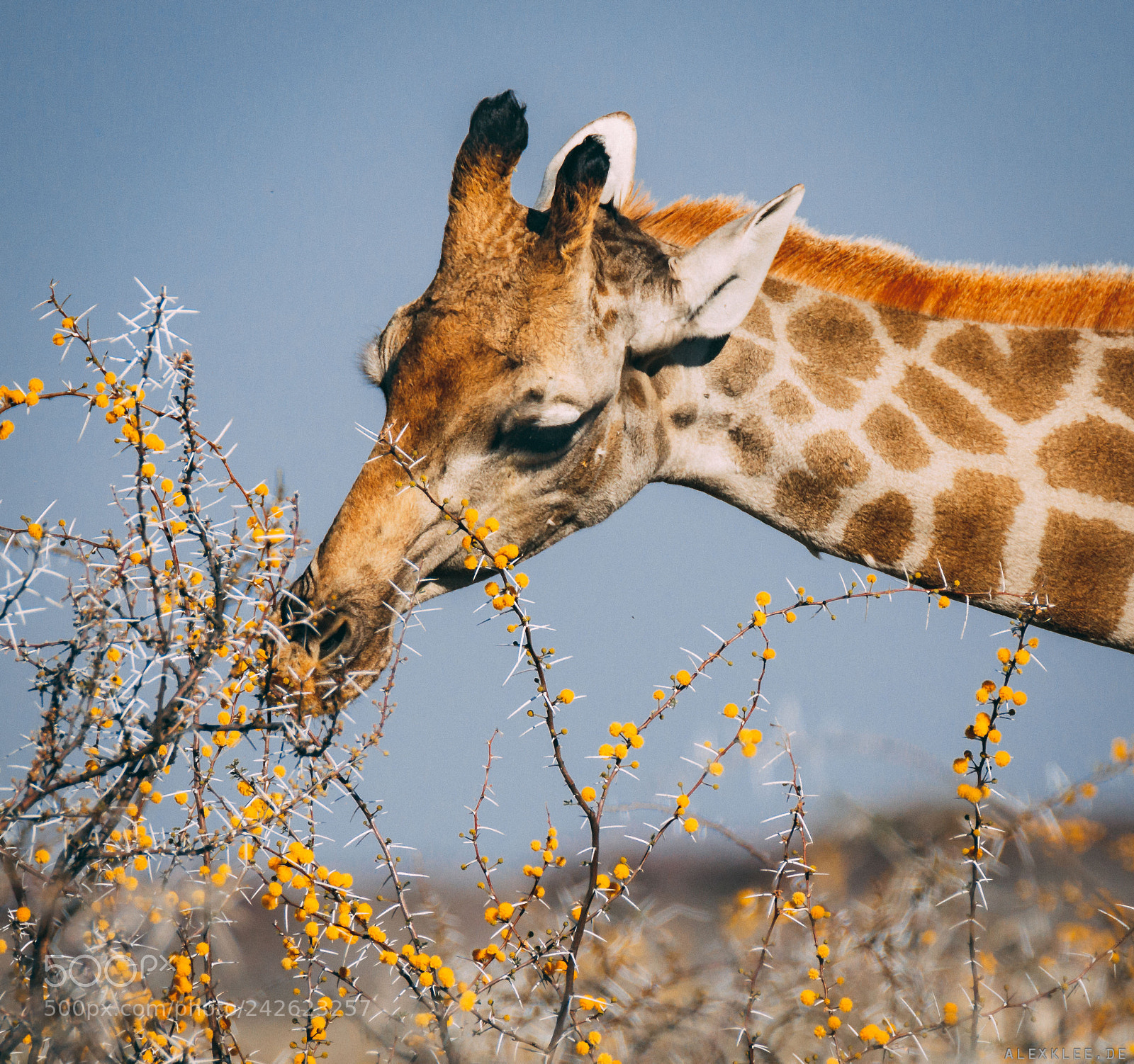 Canon EOS 7D Mark II sample photo. The giraffe's spiky food photography