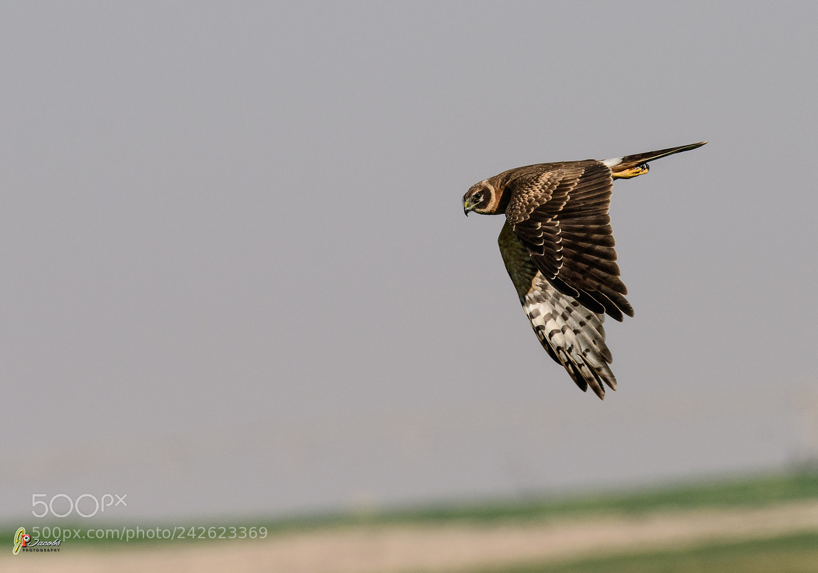 Nikon D500 sample photo. Marsh harrier photography