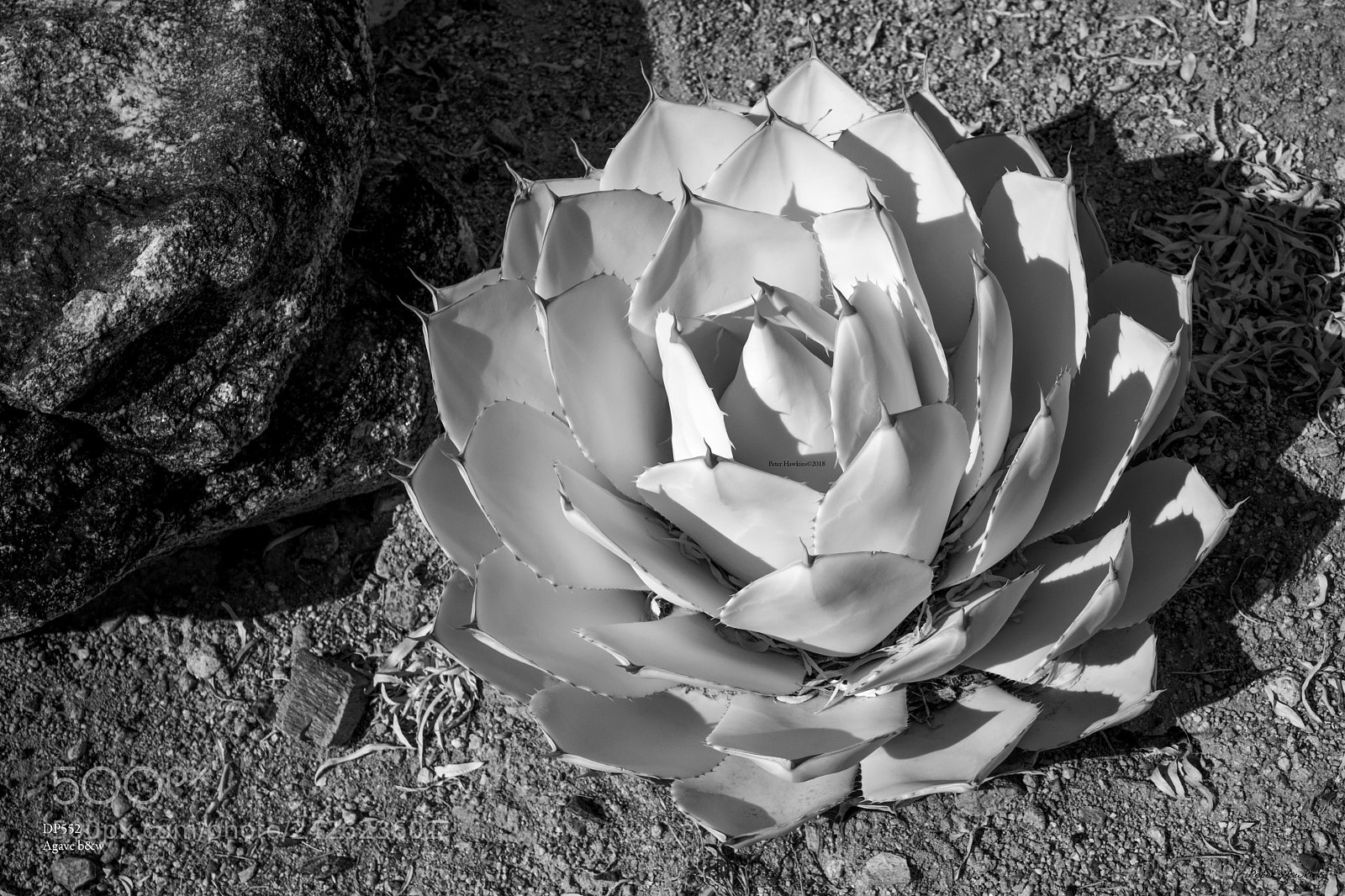 Sony a7R sample photo. Dp552 agave b w photography