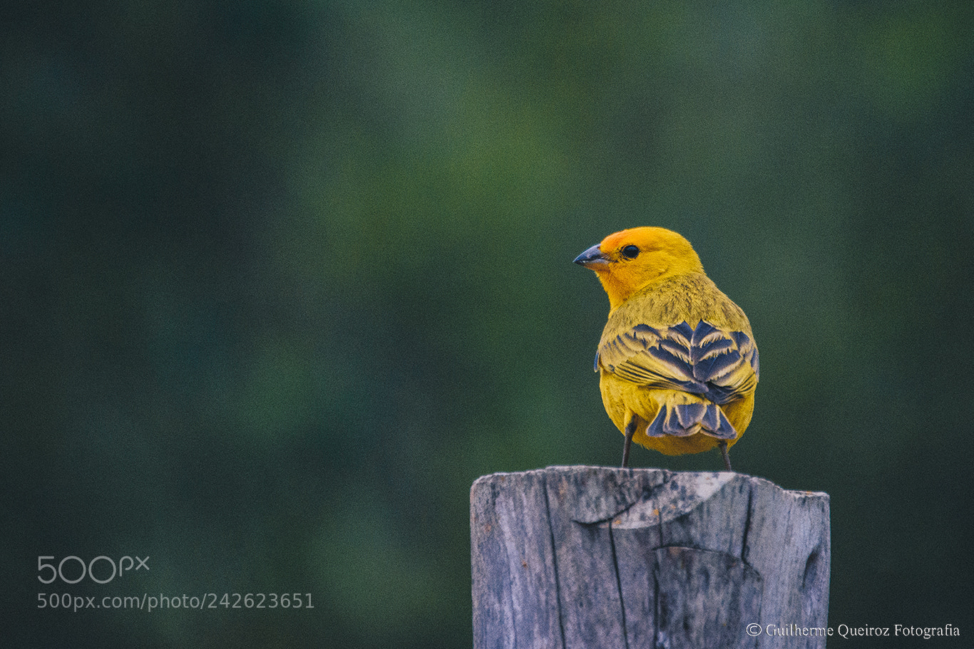 Nikon D7200 sample photo. Canary photography
