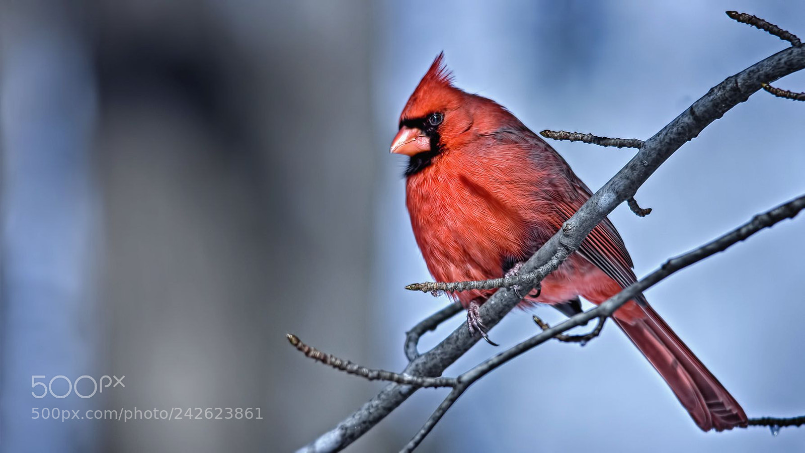 Canon EOS 60D sample photo. Cardinal photography