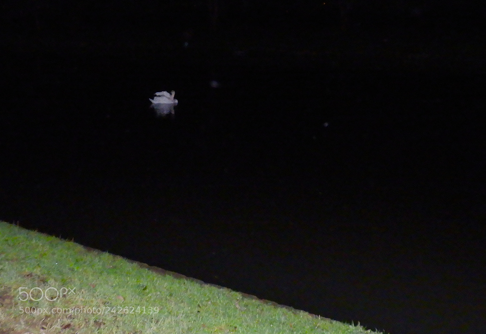 Nikon Coolpix B700 sample photo. Swan on river at photography