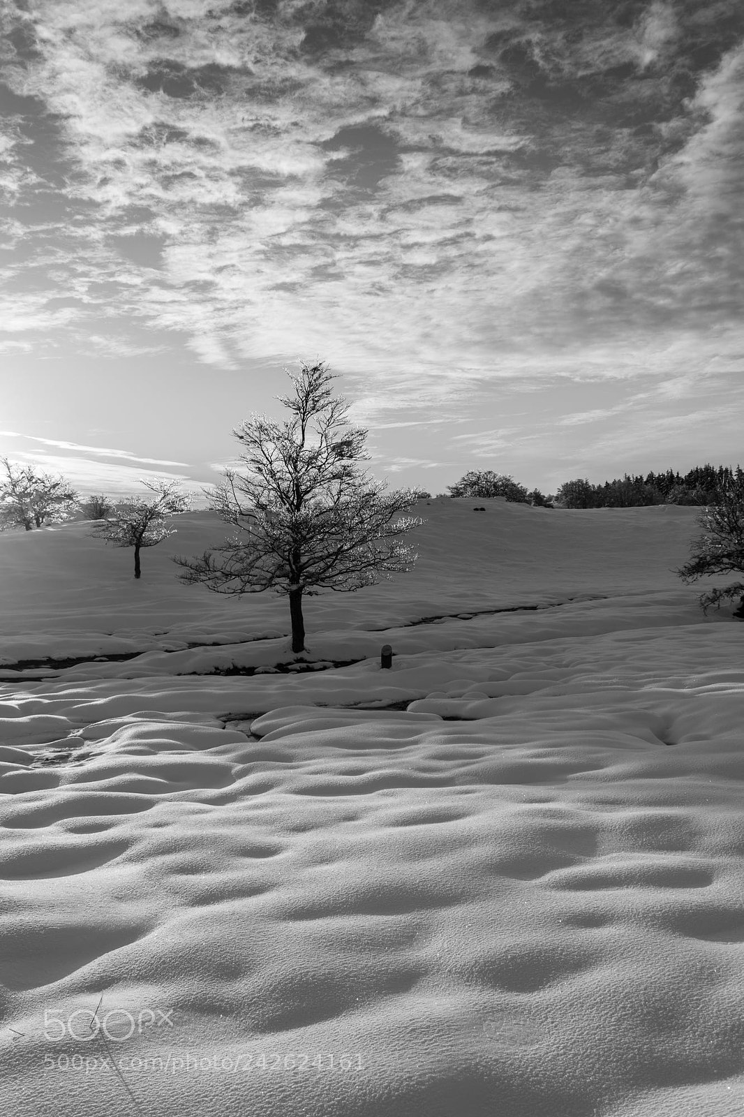 Nikon D7200 sample photo. Aubrac- contraste d'hivers photography