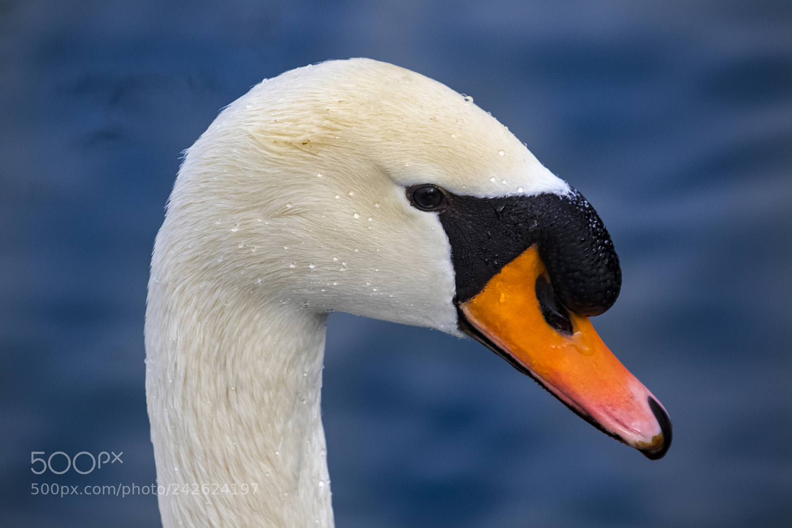 Canon EOS 7D Mark II sample photo. Wet swan photography