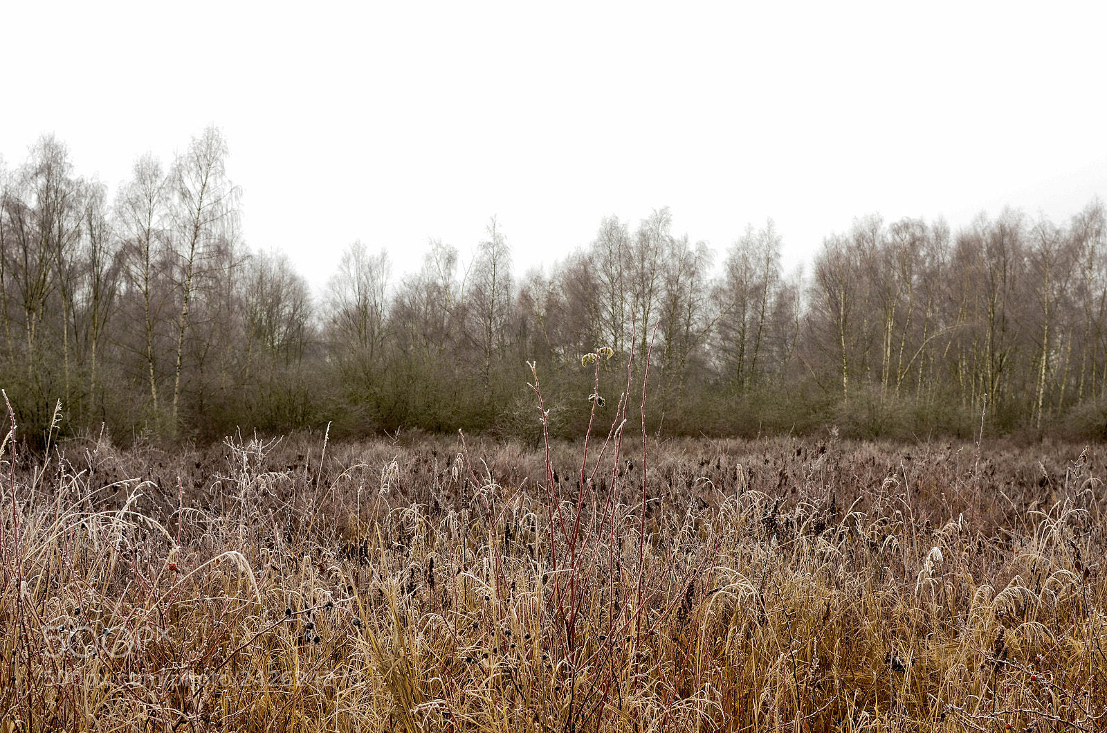 Nikon D5100 sample photo. Winter.jpg photography