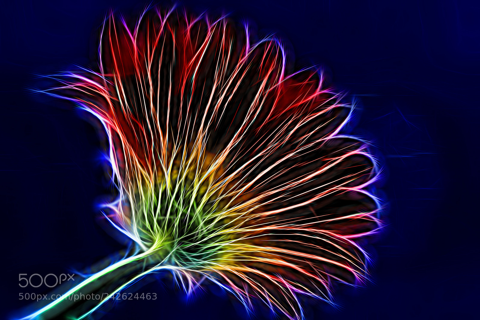 Nikon D7100 sample photo. Beautiful flower.   photography