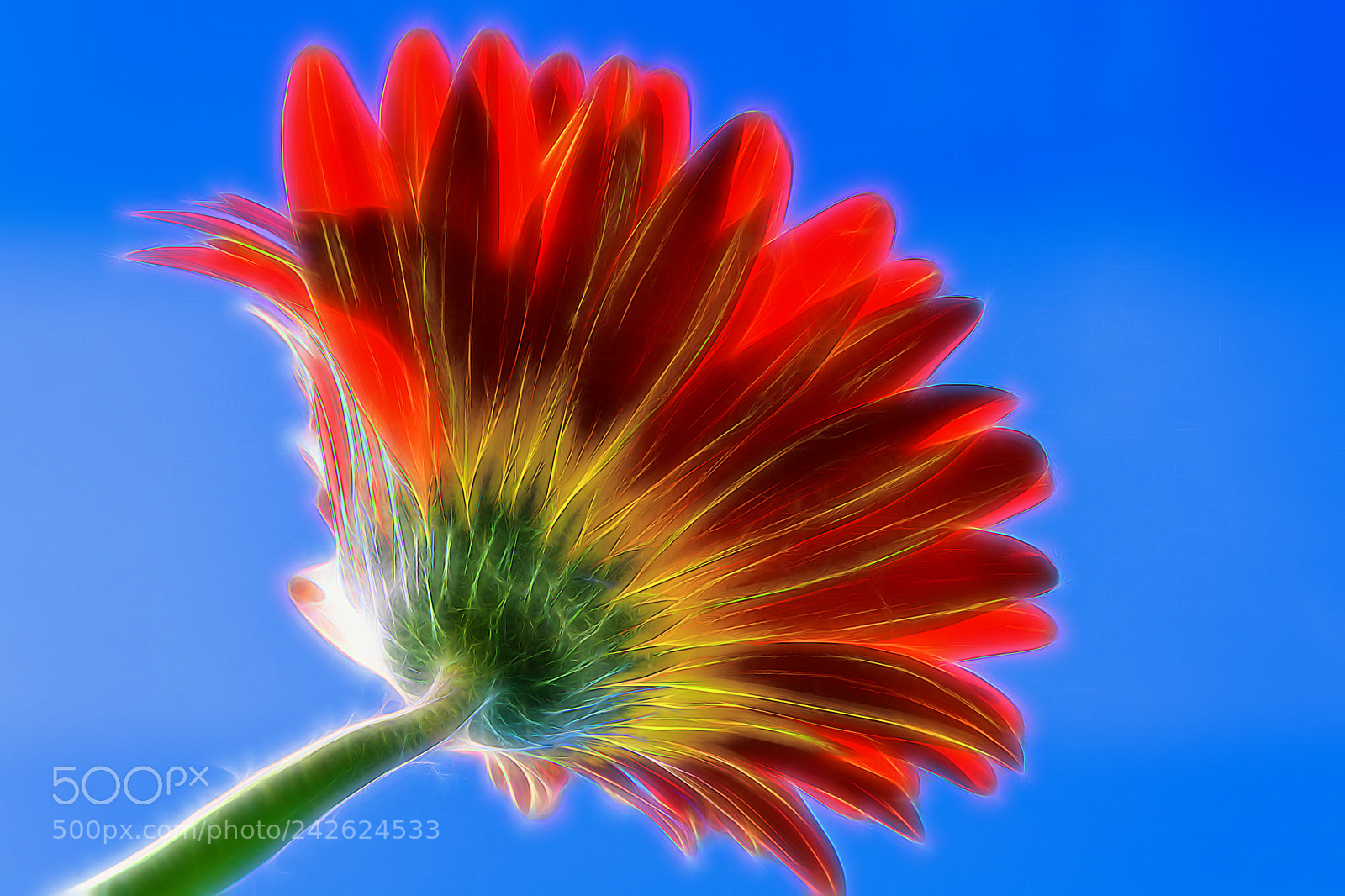 Nikon D7100 sample photo. Beautiful flower.   photography
