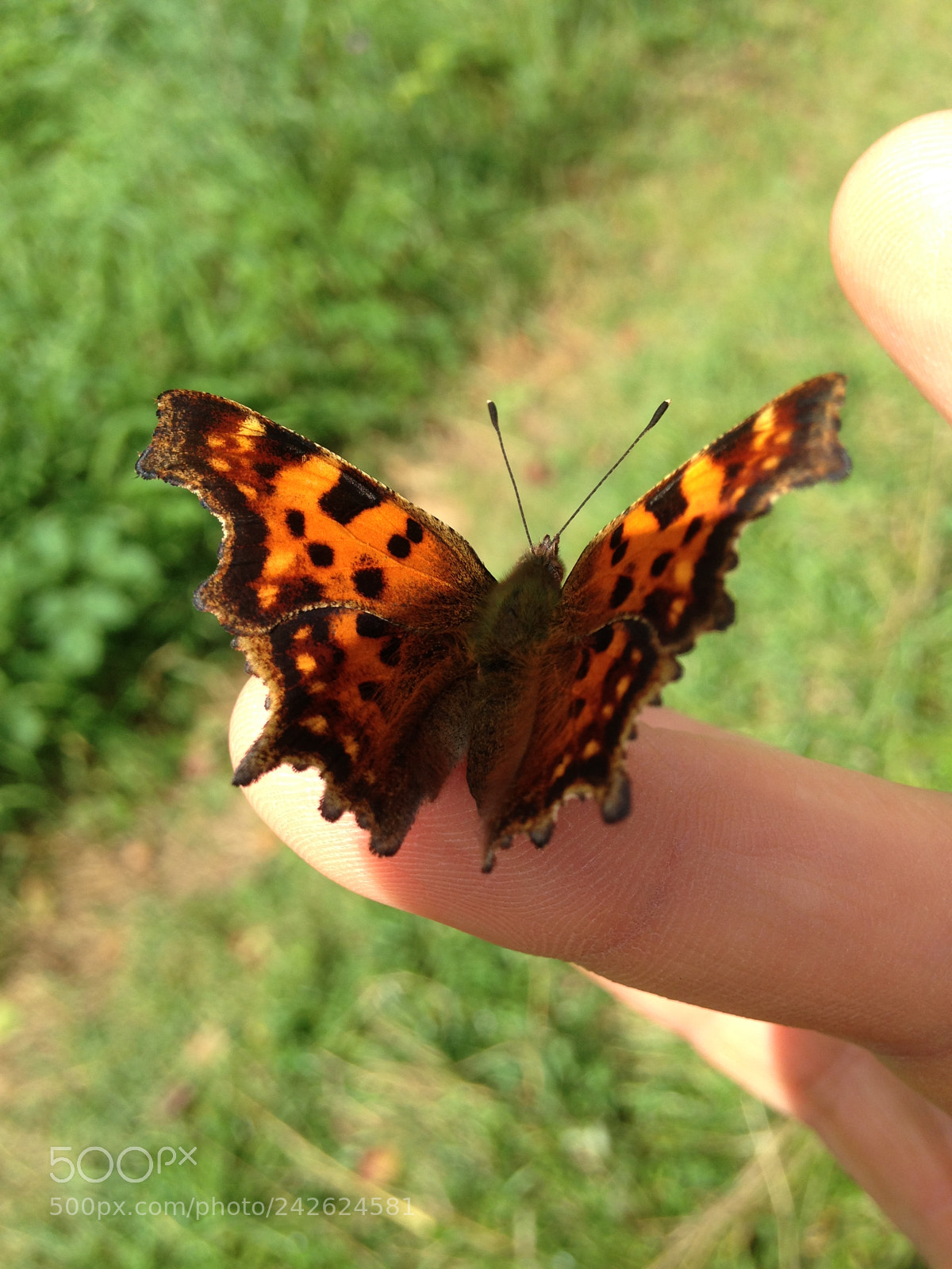 Apple iPhone 5c sample photo. Butterfly photography