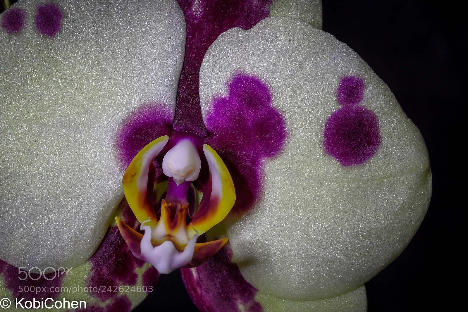 Nikon D5600 sample photo. Orchid iii photography