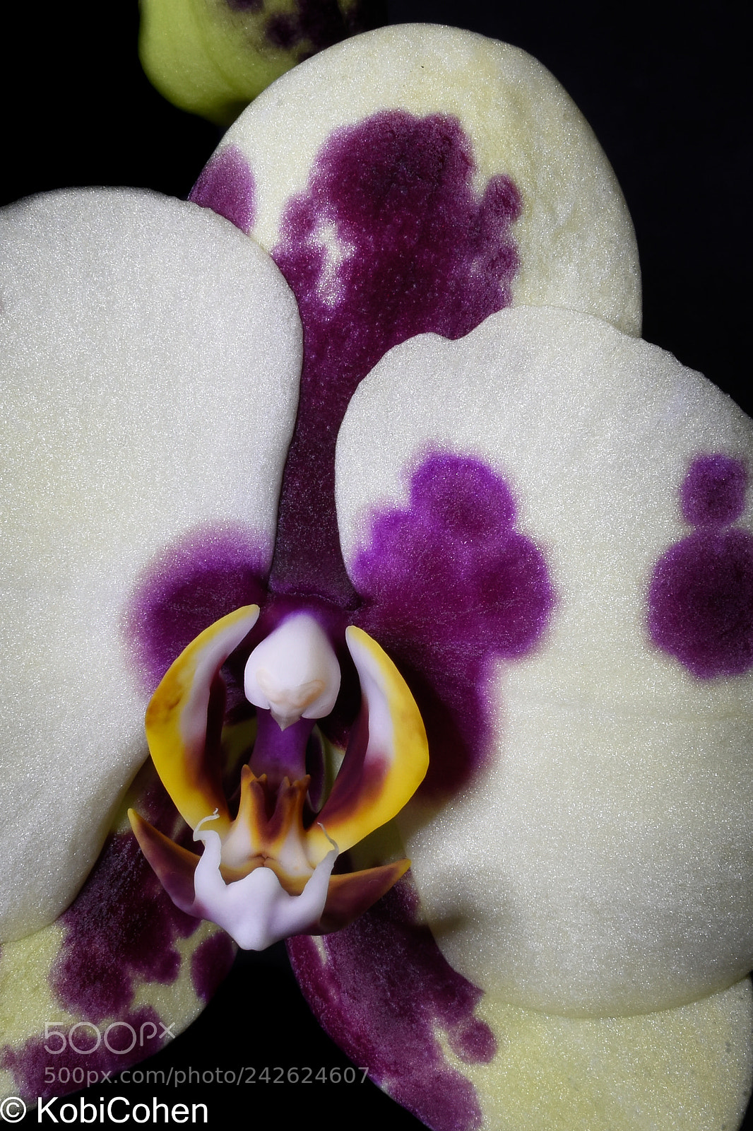 Nikon D5600 sample photo. Orchid ii photography