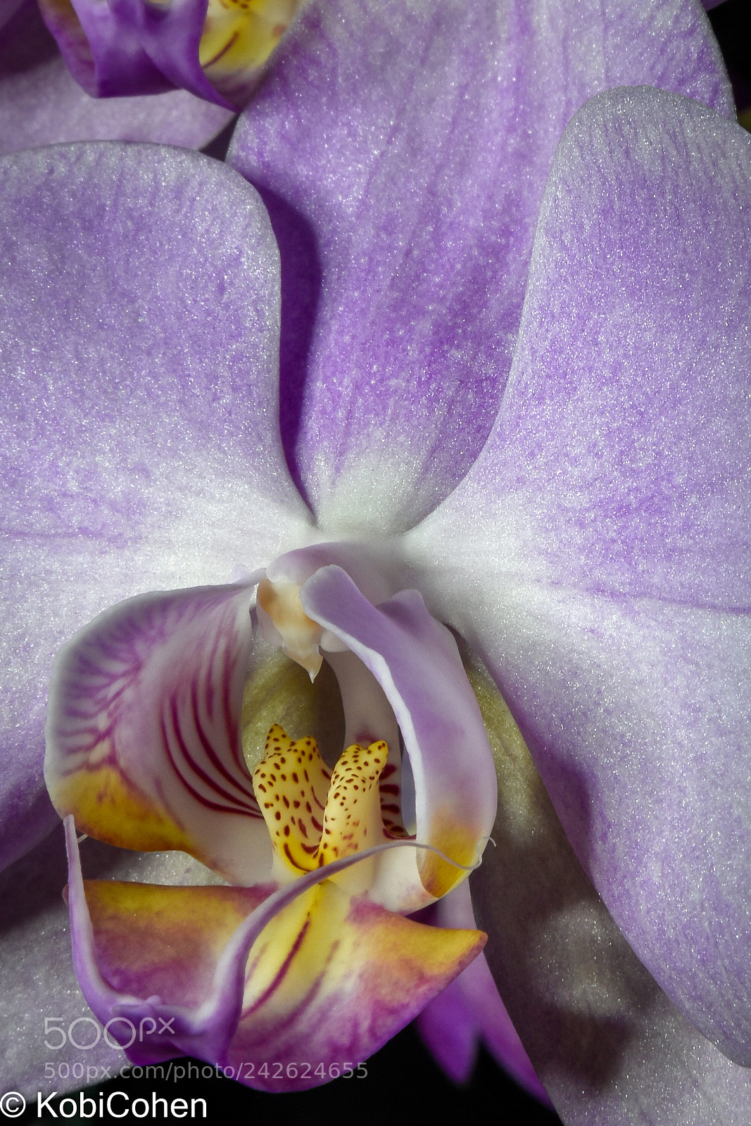 Nikon D5600 sample photo. Orchid i photography