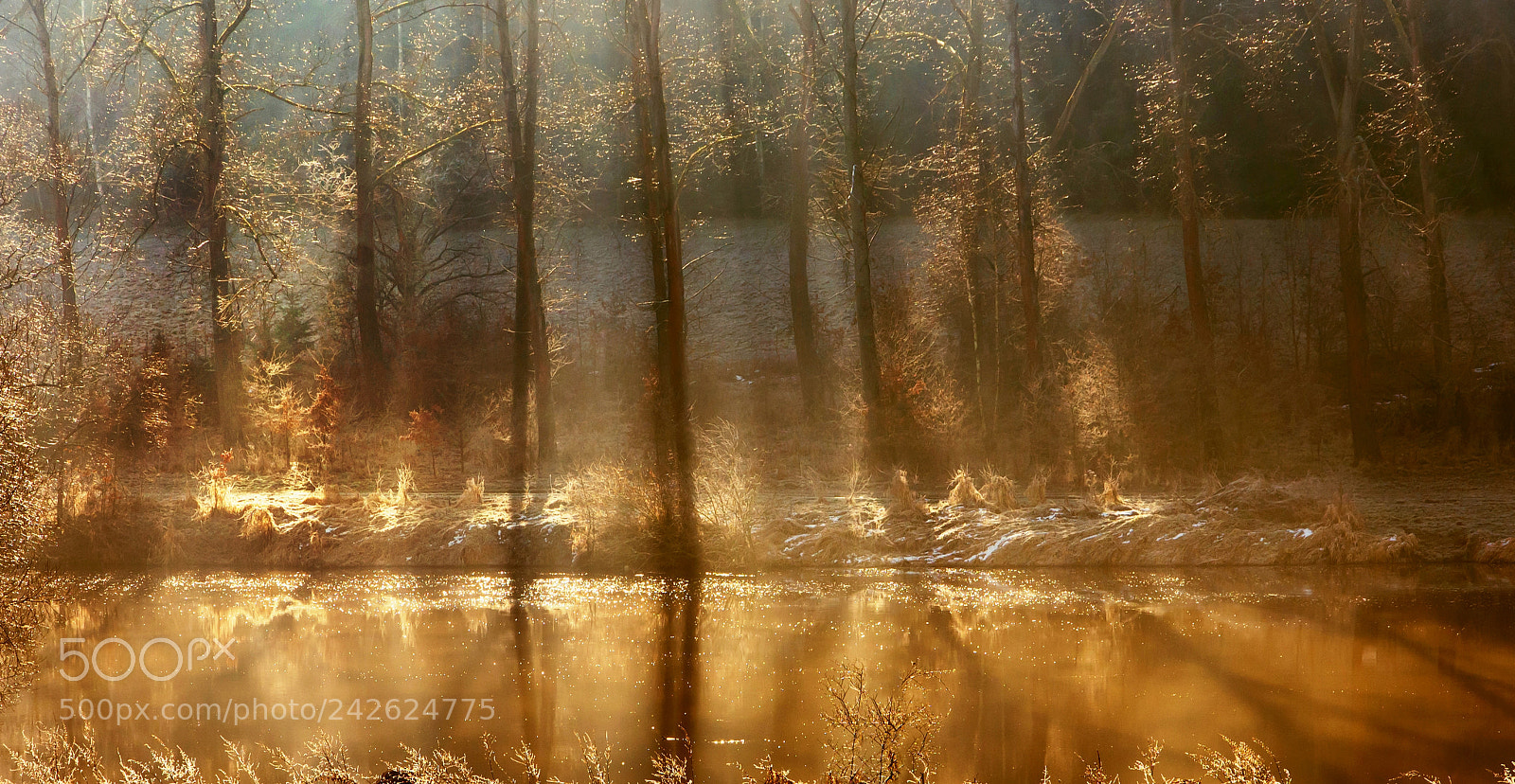 Nikon D600 sample photo. Golden alley. photography