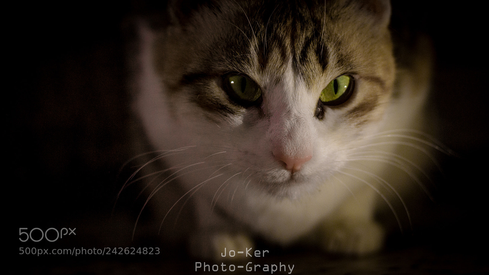 Canon EOS 650D (EOS Rebel T4i / EOS Kiss X6i) sample photo. Rakcha photography