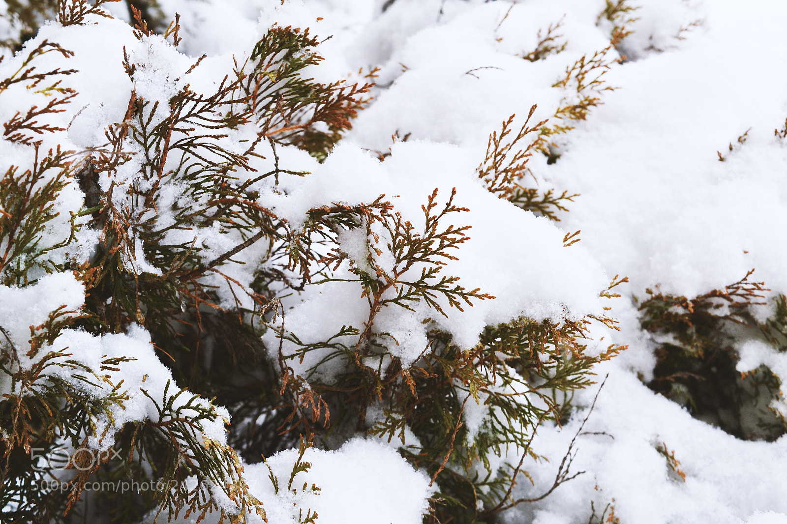 Nikon D3100 sample photo. Snow photography