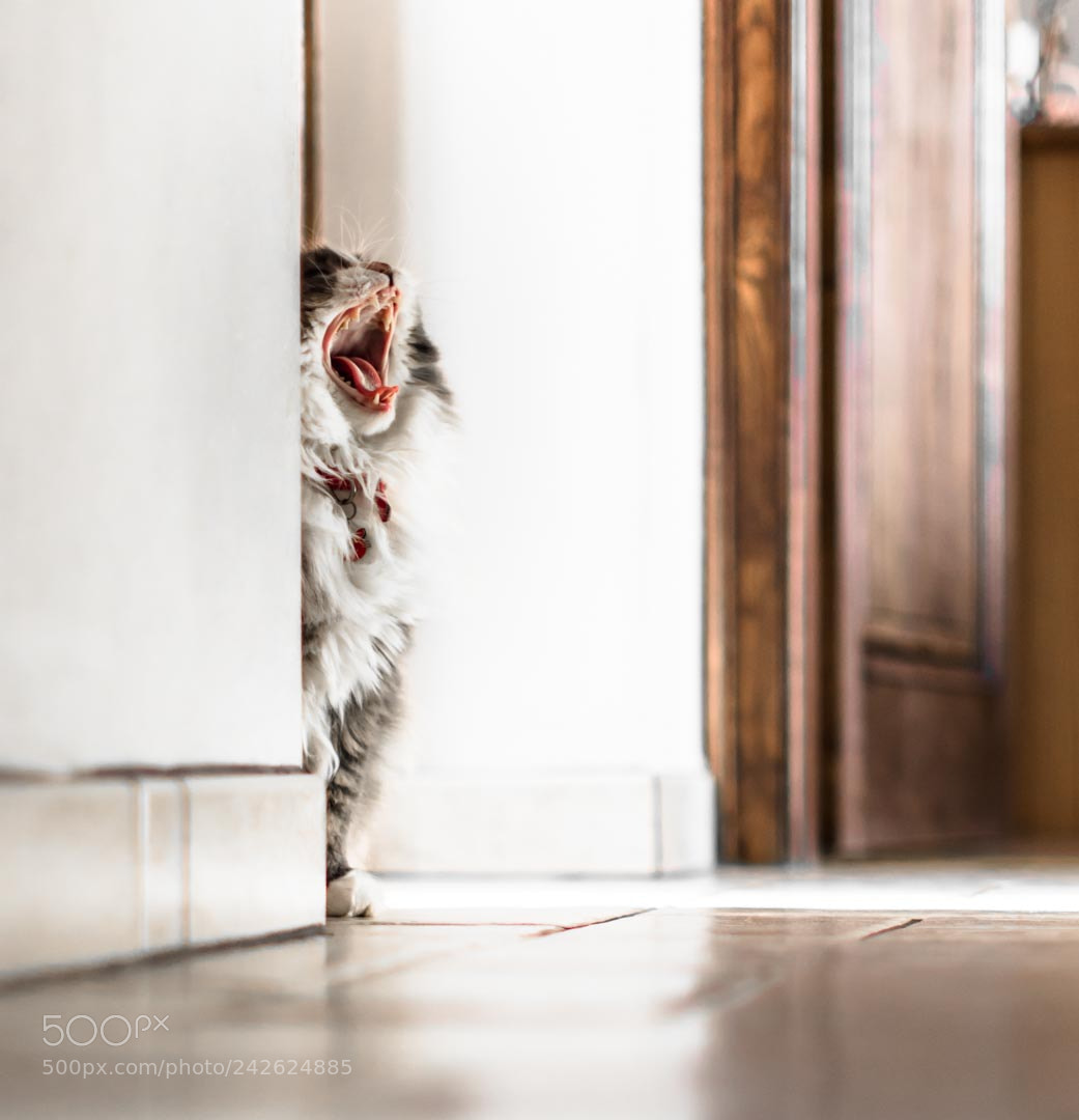 Nikon D810 sample photo. Like a tiger photography