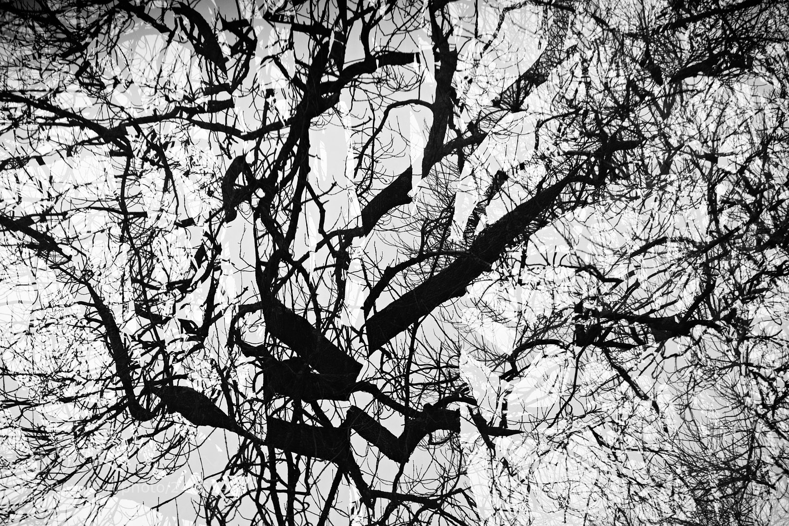 Nikon D600 sample photo. Bare tree crown silhouette. photography