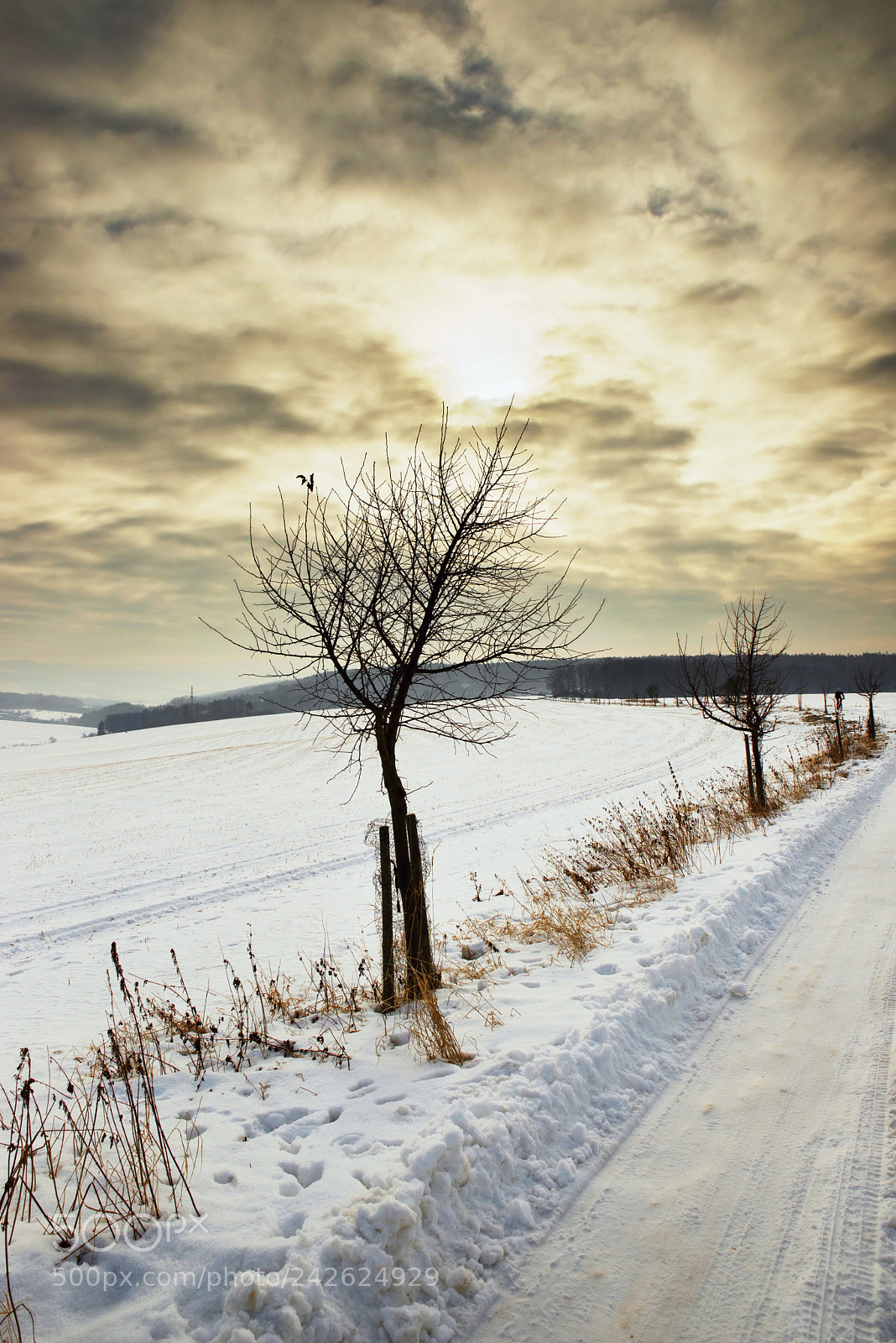 Nikon D600 sample photo. Winter landscape in cloudy photography