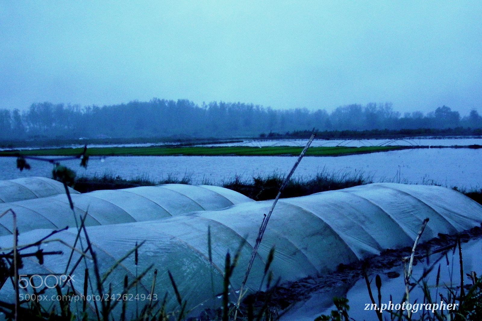 Fujifilm FinePix S1 sample photo. Rice photography